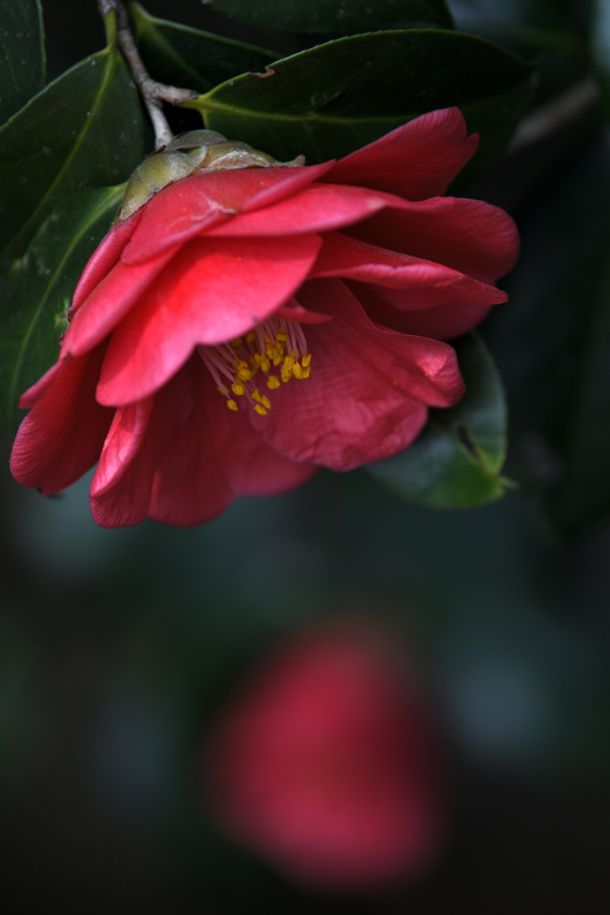 情熱の花