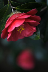 情熱の花