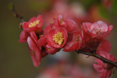 赤い木瓜の花