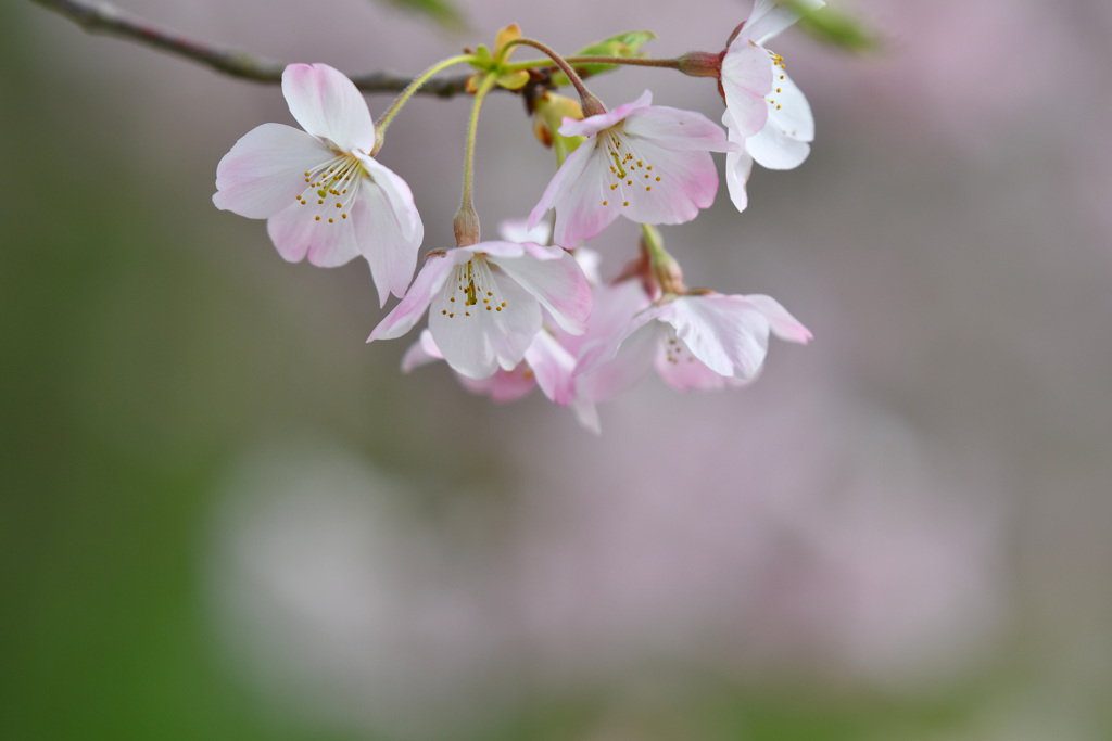 可愛らしい桜