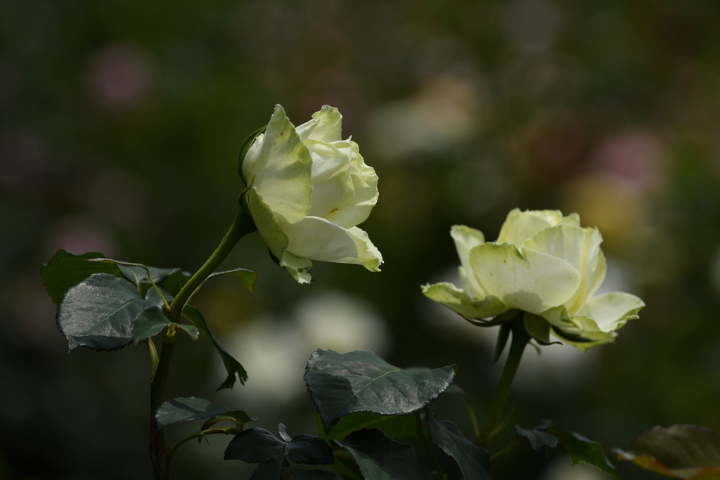 バラの妖精かと思った