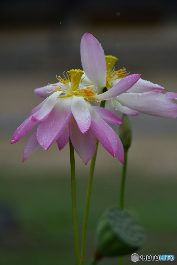 二人でダンスを