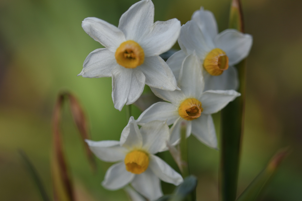 春はすぐそこに