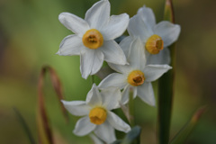 春はすぐそこに