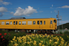 黄色い花　黄色い電車