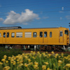 黄色い花　黄色い電車