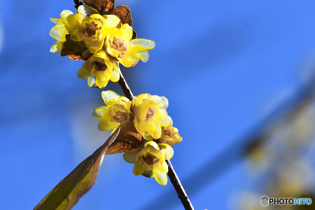 ロウバイ咲き誇る