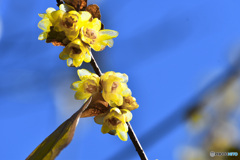 ロウバイ咲き誇る