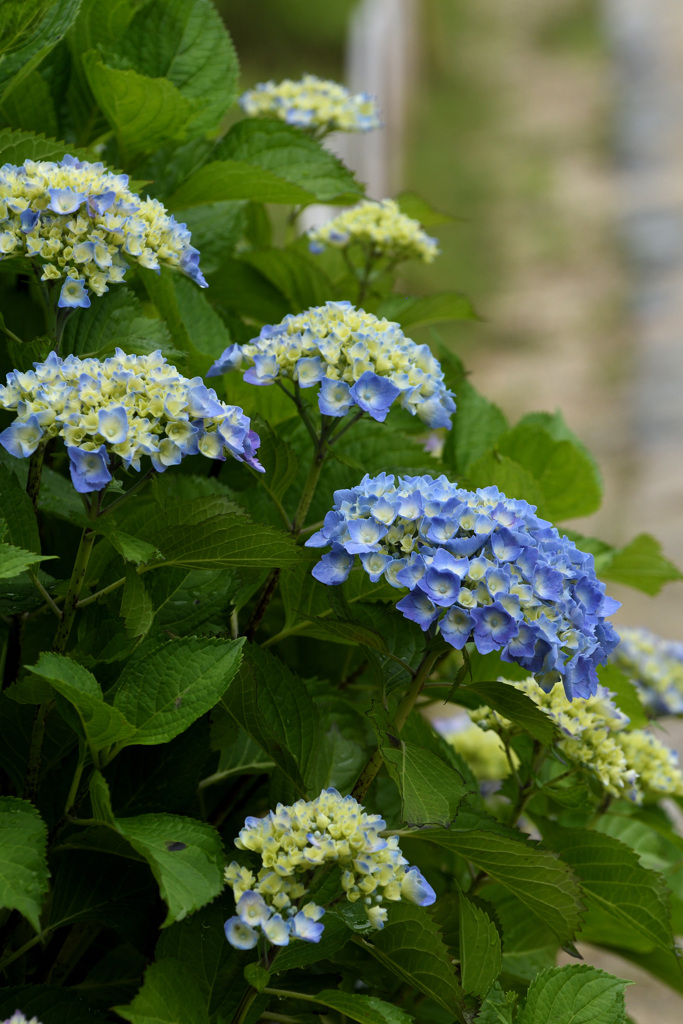 庭園の紫陽花