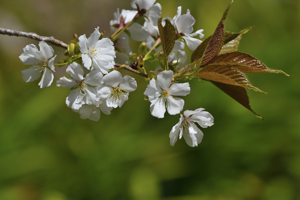 山桜