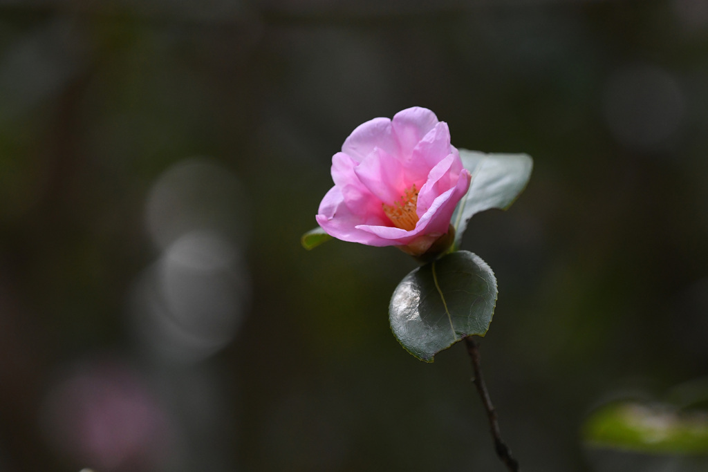 一輪の花