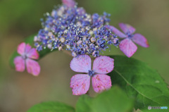 可憐な紫陽花