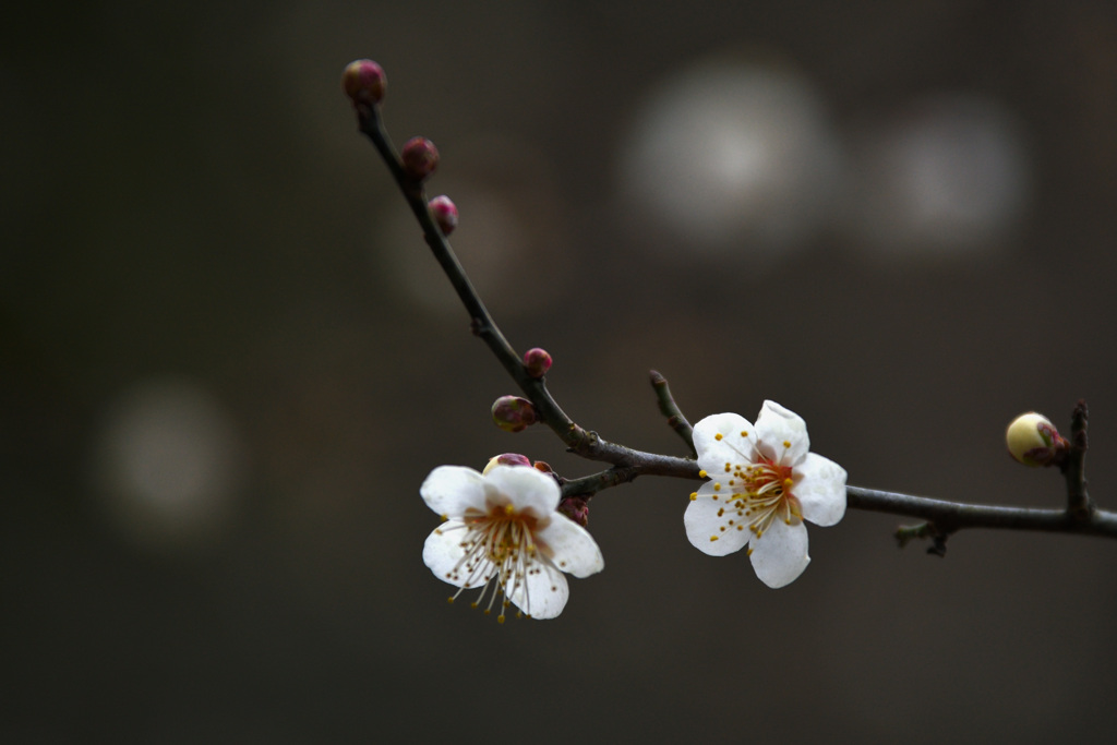 三徳園の白梅