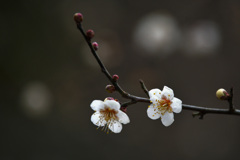 三徳園の白梅