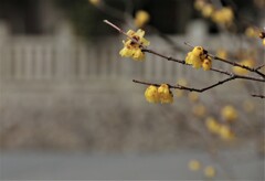 由加神社の蠟梅