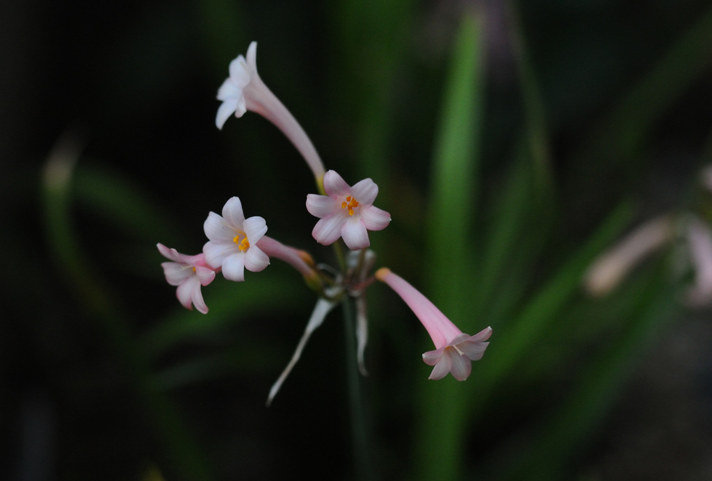 隣の花