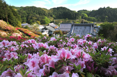 朝日寺のツツジ