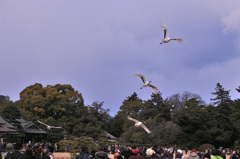 タンチョウ鶴　新年を舞う