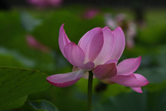 風に揺れる花びら