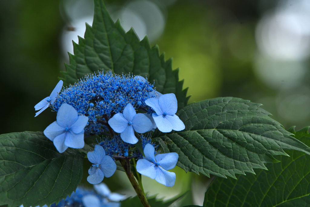 みずいろの花びら