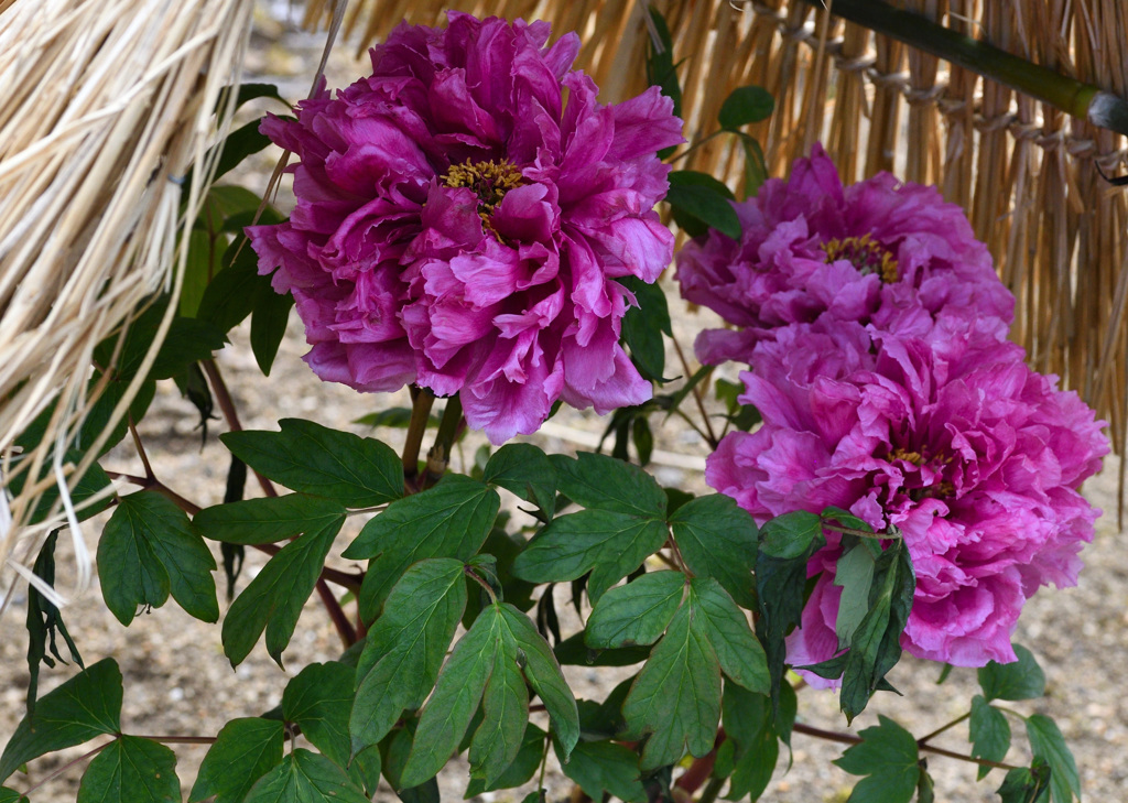 ゴージャスでいこう