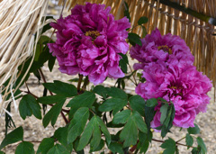 ゴージャスでいこう