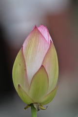 かたい蕾