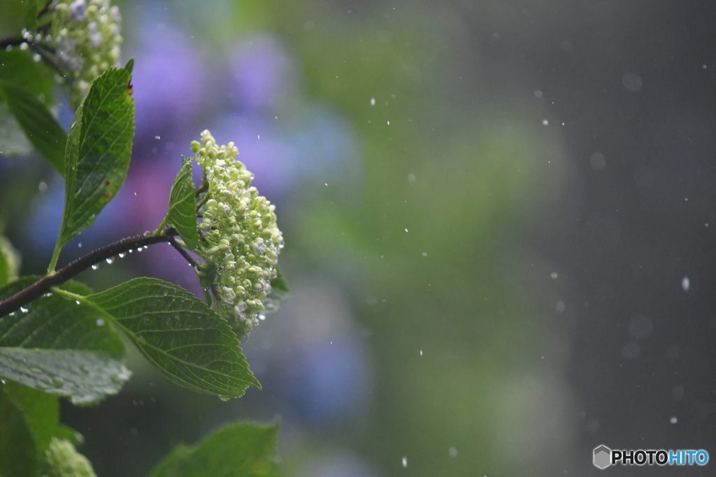 雨にきらめく