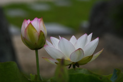 お寺のハスが咲いていた