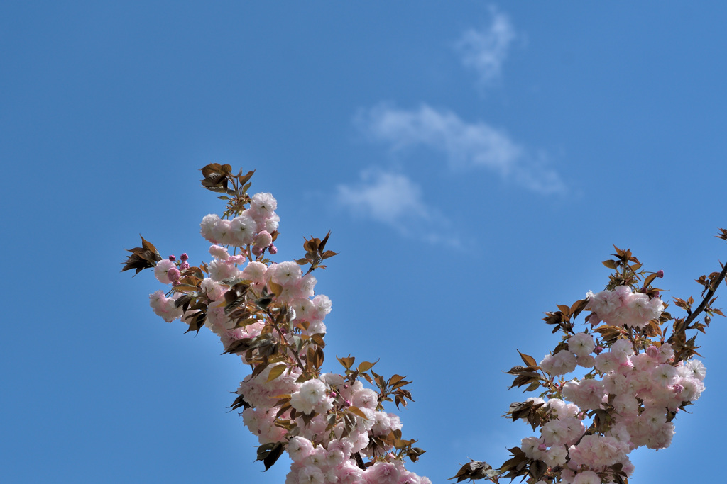 青空にボタン桜