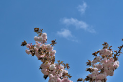 青空にボタン桜