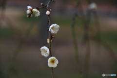 ゆらゆら揺れる