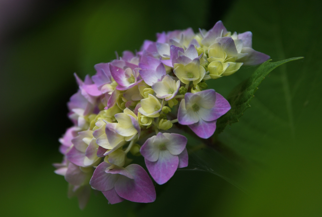 ５月の紫陽花