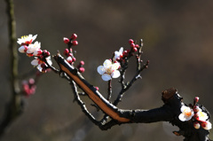 神崎梅園の白梅～♪