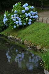 水辺の紫陽花