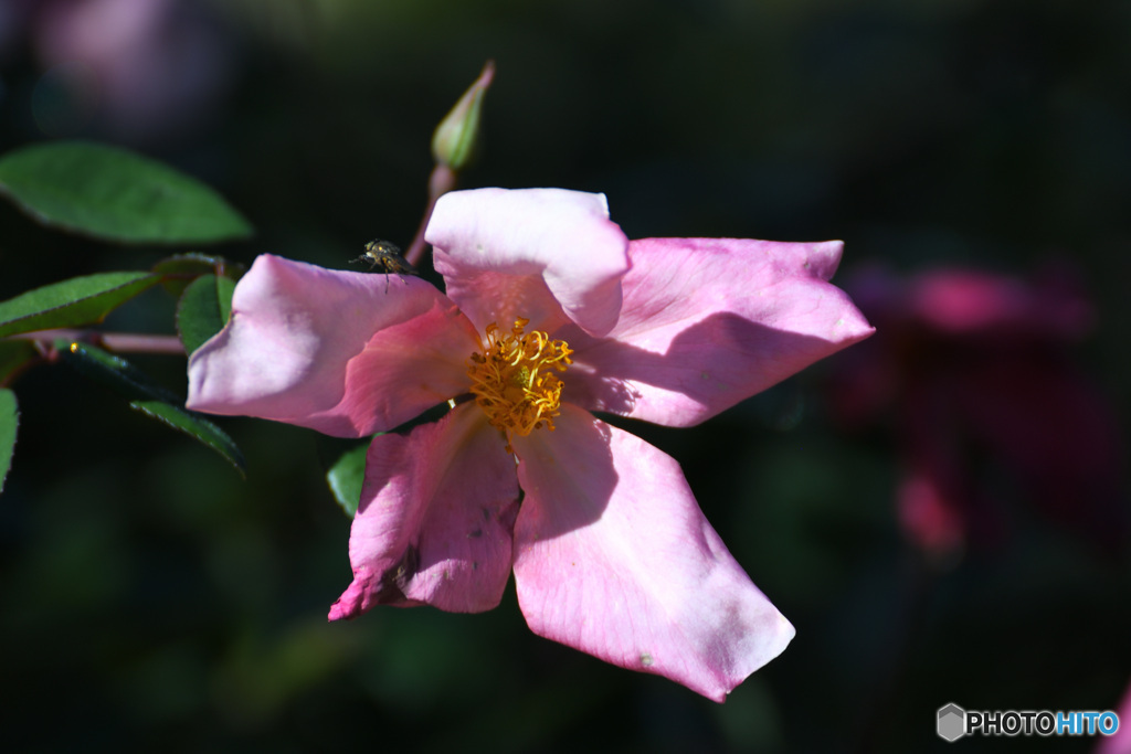 もう少し咲かせて、