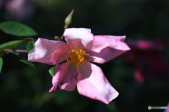 もう少し咲かせて、