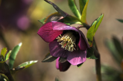 うつむきかけた～♪