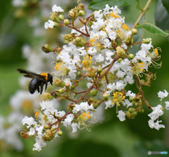 もじゃもじゃした花