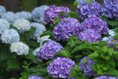 二色の紫陽花