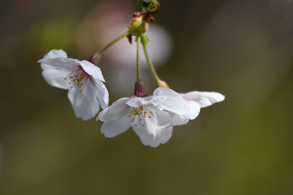 4月3日の桜