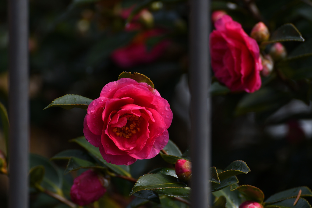 隣んちのさざんか２