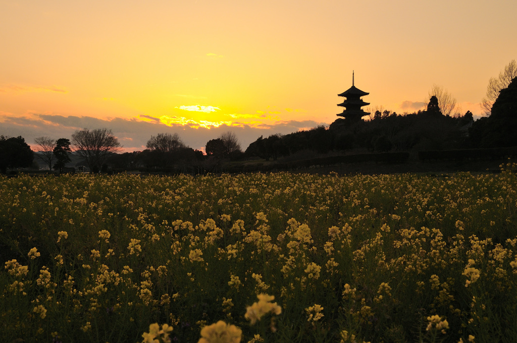 菜の花が広がる夕暮れ時