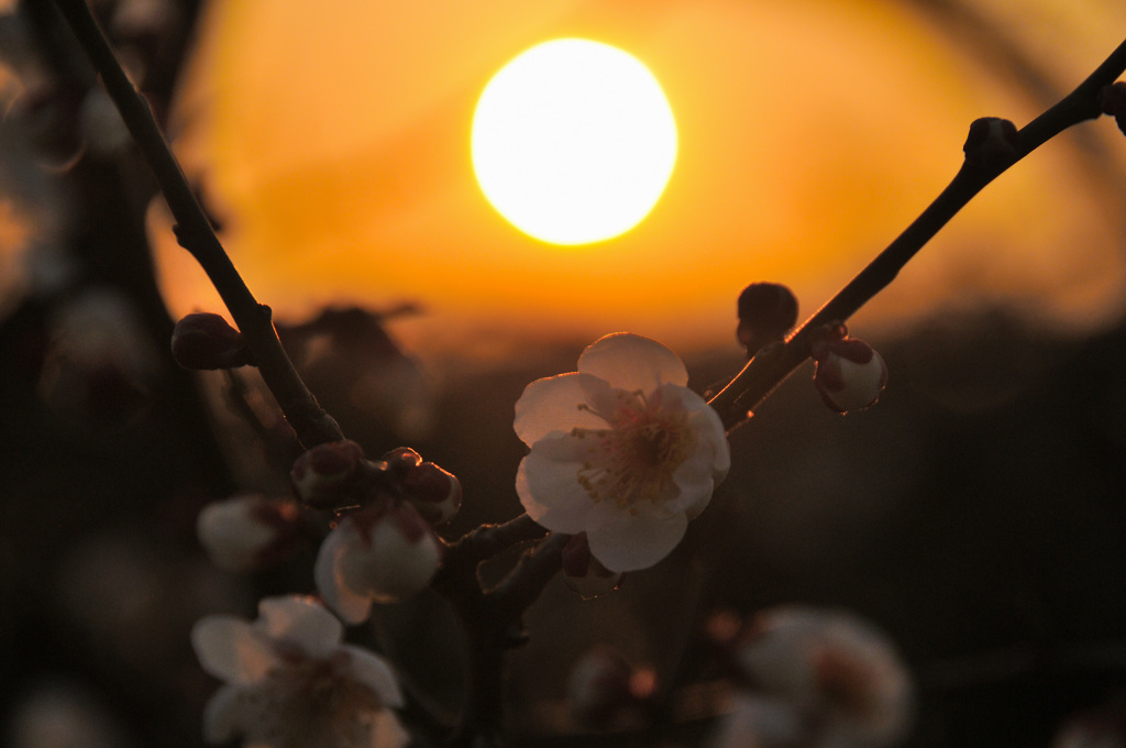 夕陽に染まる