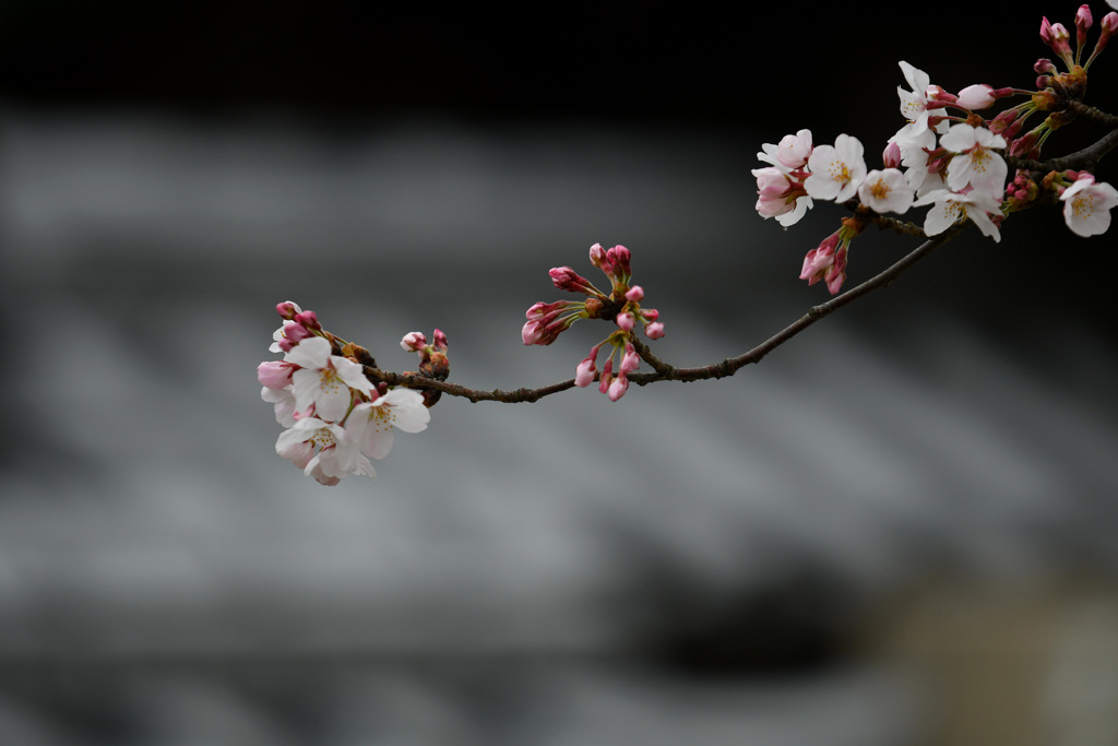 お寺の桜