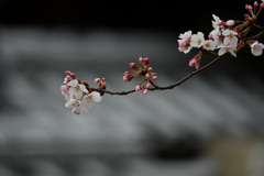 お寺の桜