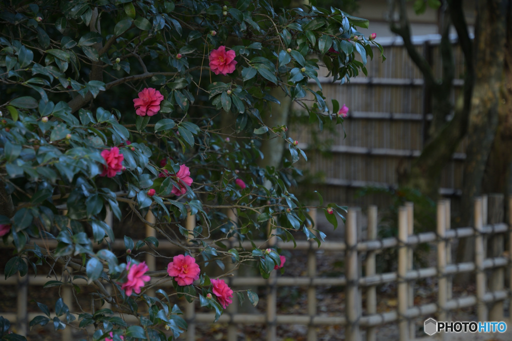 竹垣にさざんか