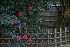 竹垣にさざんか