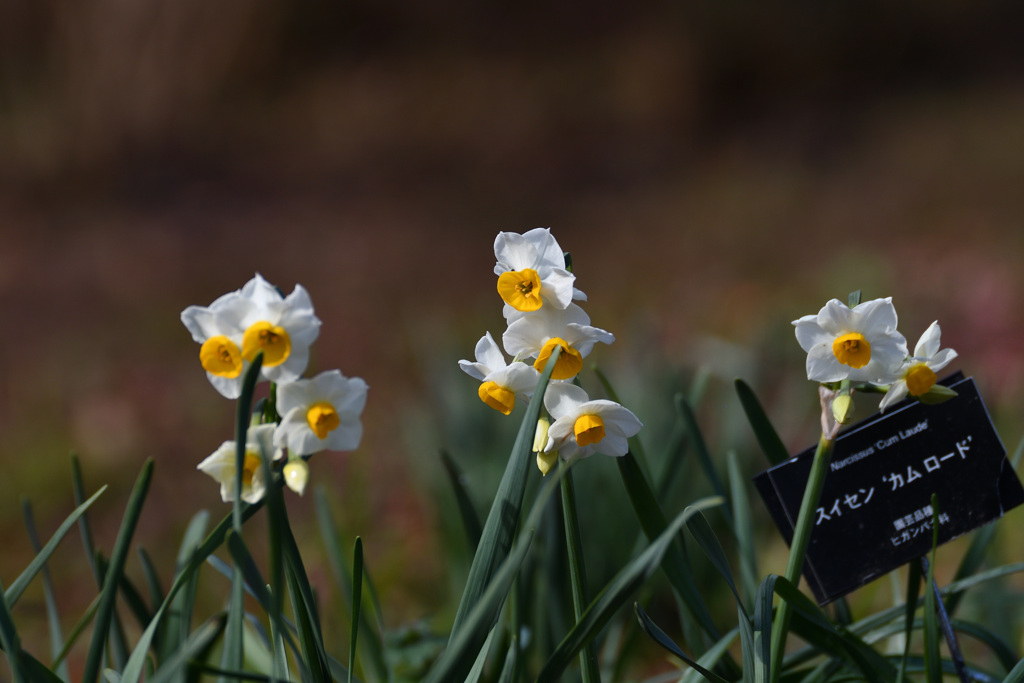 スイセンカムロード