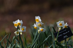 スイセンカムロード